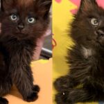 Kittens Spotted Outside, One Walks in Special Way and the Other Cat Learns to Be Brave