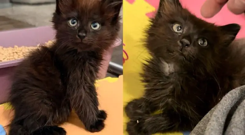 Kittens Spotted Outside, One Walks in Special Way and the Other Cat Learns to Be Brave