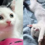 Man Finds Young Cat Alone in Parking Lot and Helps Give Her the Life She Deserves