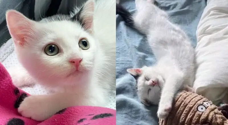 Man Finds Young Cat Alone in Parking Lot and Helps Give Her the Life She Deserves