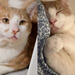 Stray Cat Greets Everyone He Meets, Once Indoors, He’s Determined to Live Like a King