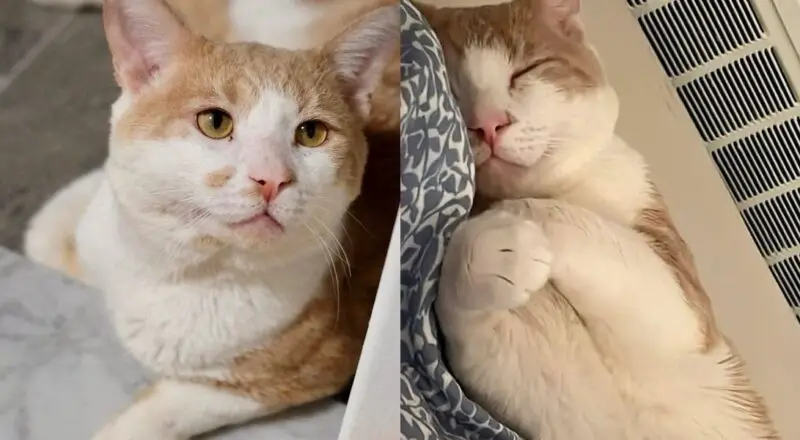 Stray Cat Greets Everyone He Meets, Once Indoors, He’s Determined to Live Like a King