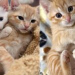 They Find Kitten Outside and Never Stop Looking for His Cat Siblings So They Can Be Reunited