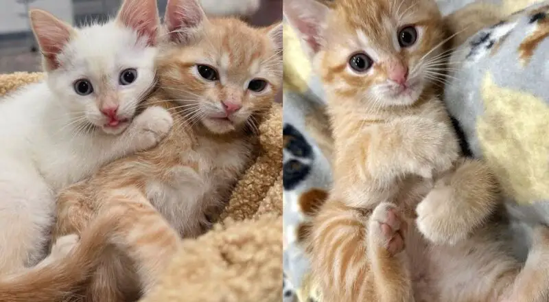 They Find Kitten Outside and Never Stop Looking for His Cat Siblings So They Can Be Reunited