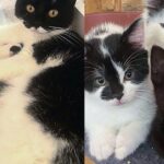 They Welcome Cat in When She Needs It Most, Soon After She Has 5 Precious Lives by Her Side