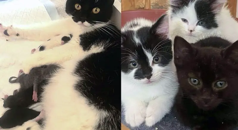 They Welcome Cat in When She Needs It Most, Soon After She Has 5 Precious Lives by Her Side