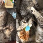 They Went to Save a Kitten but Found His Mother Cat and Couldn’t Leave Her Behind