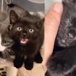 Three Kittens Decide to Come Out of Hiding and Learn to Trust at the Same Time, It’s the Cutest Thing