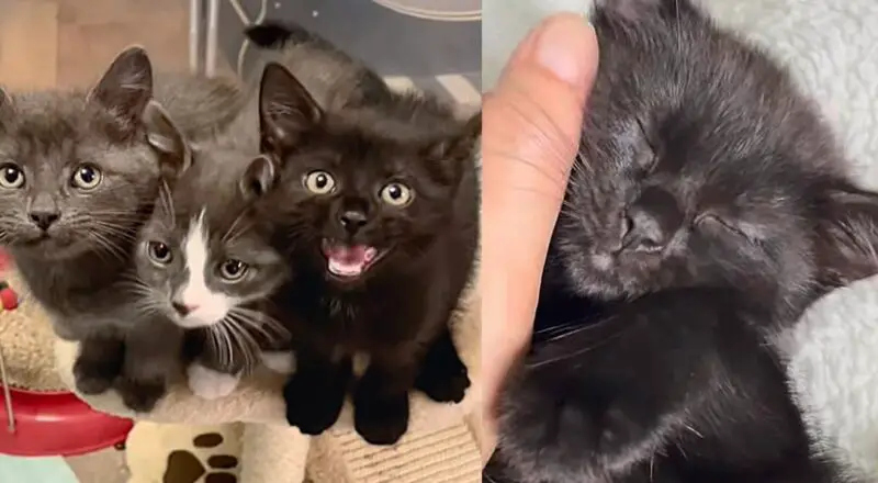 Three Kittens Decide to Come Out of Hiding and Learn to Trust at the Same Time, It’s the Cutest Thing