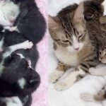 Two Cats with 11 Kittens Found in Underground Tunnels Now Have New Start in Life