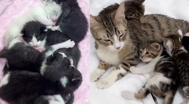 Two Cats with 11 Kittens Found in Underground Tunnels Now Have New Start in Life