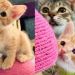 Woman Gives Cat Much-needed Spare Room so She and Her Three Kittens Can Live Better Life