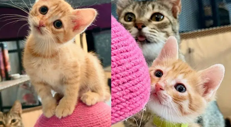 Woman Gives Cat Much-needed Spare Room so She and Her Three Kittens Can Live Better Life