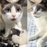 Woman Helps Cat that Ended Up in Her Yard, But She’s Not the Only One Who Needs Saving