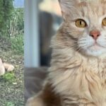 Woman Rushes to Help Lost Cat Running Up to People at Post Office and Wouldn’t Leave Him Behind