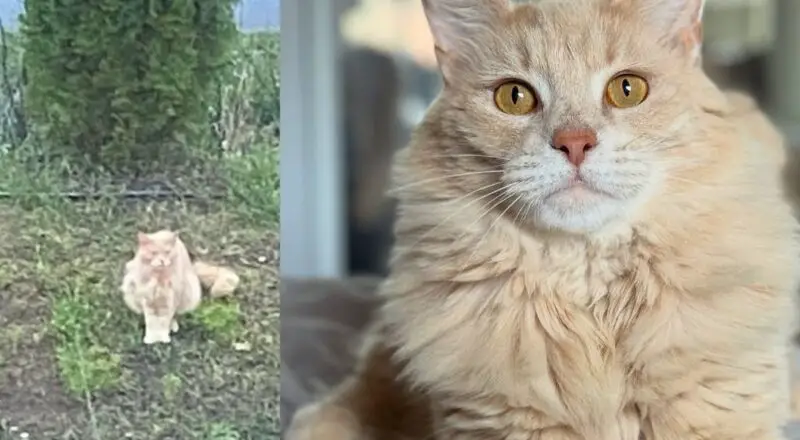 Woman Rushes to Help Lost Cat Running Up to People at Post Office and Wouldn’t Leave Him Behind