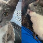 Woman Spots Kitten As She Pulls Up to Her House, the Young Cat Comes Right Over, Asking to Be Let in