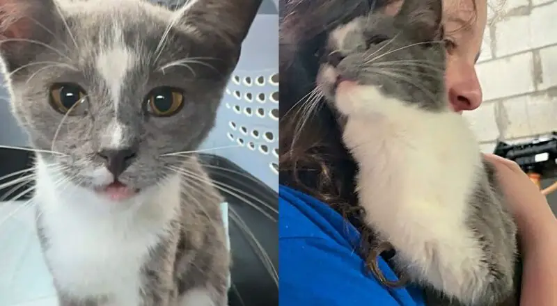 Woman Spots Kitten As She Pulls Up to Her House, the Young Cat Comes Right Over, Asking to Be Let in