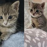 Woman Stops Traffic to Save Kitten on Highway, Later a Cat Decides to Raise the Kitten as Her Own
