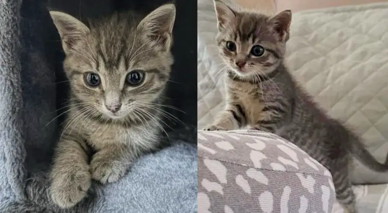 Woman Stops Traffic to Save Kitten on Highway, Later a Cat Decides to Raise the Kitten as Her Own
