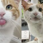 Cat Comes Begging at the Window One Day, Ready to Trade the Streets for Warm Sheets