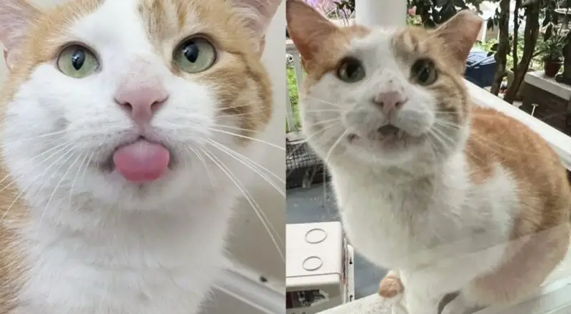 Cat Comes Begging at the Window One Day, Ready to Trade the Streets for Warm Sheets