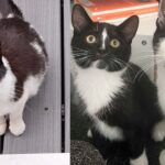 Cat Comes to Family’s Garden with Two Kittens, But Has a Few More on the Way that Need Help