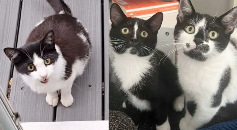 Cat Comes to Family’s Garden with Two Kittens, But Has a Few More on the Way that Need Help