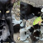 Cat and 8 Seemingly Gray Kittens End Up in Yard, Later Reveal Their Beautiful Fur After Leaving the Outdoors