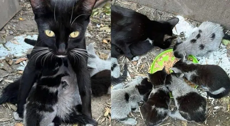 Cat and 8 Seemingly Gray Kittens End Up in Yard, Later Reveal Their Beautiful Fur After Leaving the Outdoors