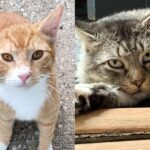 Couple on Honeymoon Wants to Get a Cat but Ends Up with Two Who Came from Opposite Sides of City