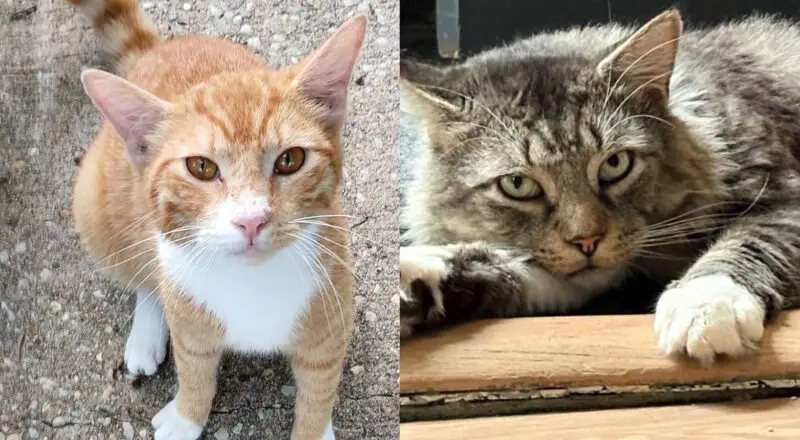 Couple on Honeymoon Wants to Get a Cat but Ends Up with Two Who Came from Opposite Sides of City