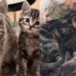 Family Adopted Kittens Then Came Back for Their Mother Cat, Leading to the Sweetest Reunion