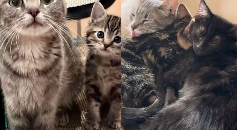 Family Adopted Kittens Then Came Back for Their Mother Cat, Leading to the Sweetest Reunion