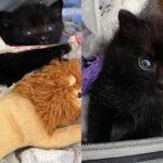 Family Found Bundle of Fur in Front of House, Only to Discover It was a Kitten with the Spirit of a Big Cat