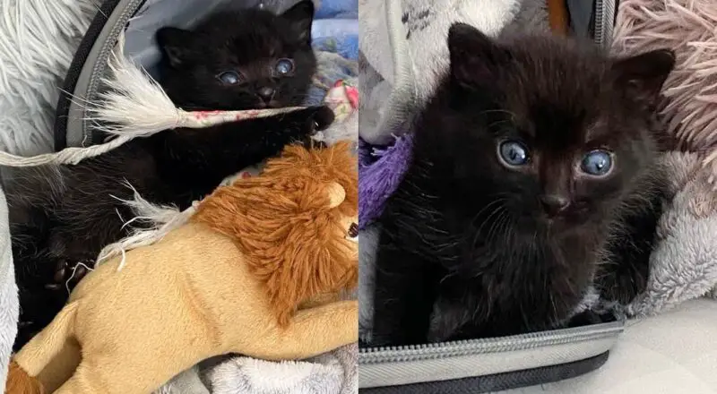 Family Found Bundle of Fur in Front of House, Only to Discover It was a Kitten with the Spirit of a Big Cat