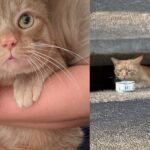 Kind Neighbor Finds Cat Living in Storm Drain and Refuses to Leave Him Behind