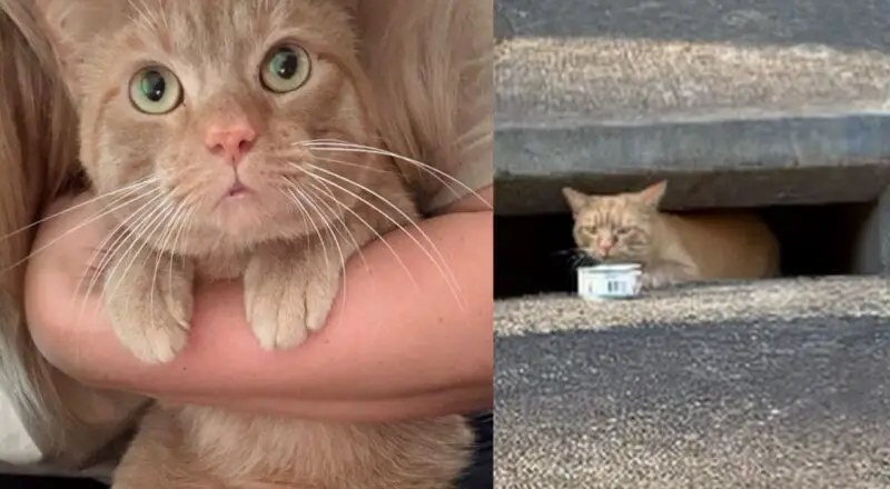 Kind Neighbor Finds Cat Living in Storm Drain and Refuses to Leave Him Behind