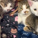Kitten Raised in the Shelter Brought Joy to Everyone, Especially One Cat Who Needed Somebody to Lean on