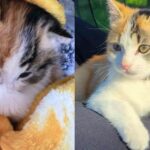 Kitten Spotted Alone Under a House Turns Out to Be an Adventure Cat Who Follows People Everywhere