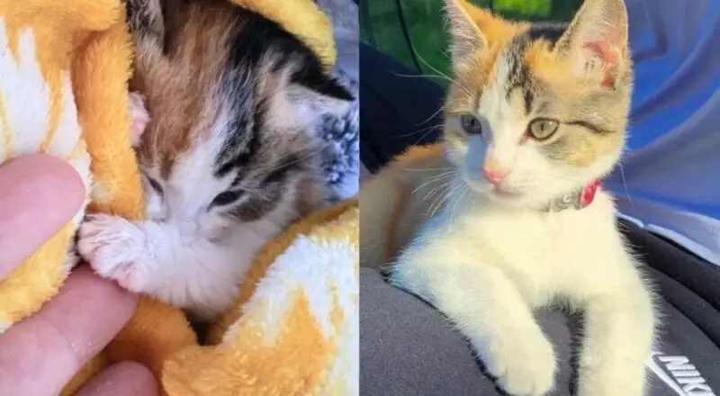 Kitten Spotted Alone Under a House Turns Out to Be an Adventure Cat Who Follows People Everywhere