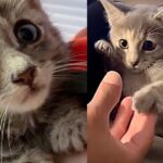 Kitten from Animal Shelter Truly Shines When She Realizes She No Longer Has to Fight