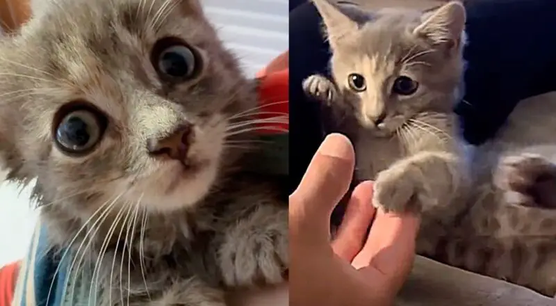 Kitten from Animal Shelter Truly Shines When She Realizes She No Longer Has to Fight