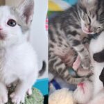 Kittens Left in a Box on Doorstep Grow into Happiest Young Cats Thanks to Those Who Never Gave Up on Them
