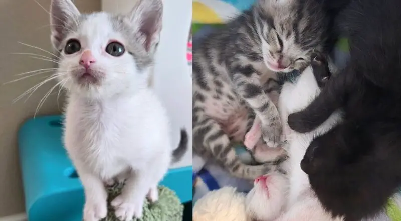 Kittens Left in a Box on Doorstep Grow into Happiest Young Cats Thanks to Those Who Never Gave Up on Them