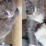 One-eyed Kitten Meets a Cat Who Never Met a Stranger, They Hit It Off in the Sweetest Way
