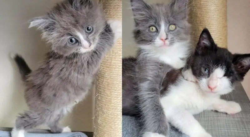 One-eyed Kitten Meets a Cat Who Never Met a Stranger, They Hit It Off in the Sweetest Way