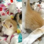 Rescuer Went to Shelter for Kittens But Saw Cat with Her Seven Come Through the Door, She Couldn’t Leave Them