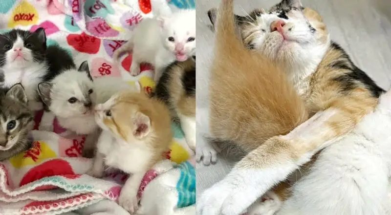 Rescuer Went to Shelter for Kittens But Saw Cat with Her Seven Come Through the Door, She Couldn’t Leave Them