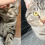 Shelter Cat Reaches for Woman Who’s There to Drop off a Few Things, Turns Out It Was Meant to Be